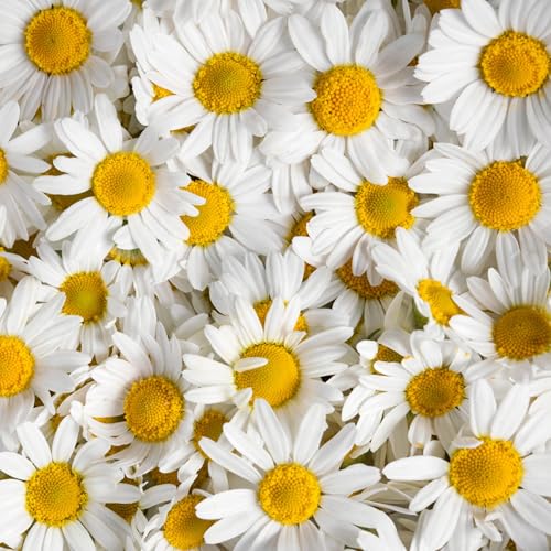 Roman Chamomile Seeds to Plant Heirloom Non (2 Packs)