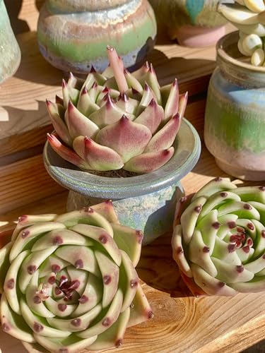 Echeveria Agavoides Blue Dragon Rare Live Succulent Plants (Echeveria Blue Dragon)
