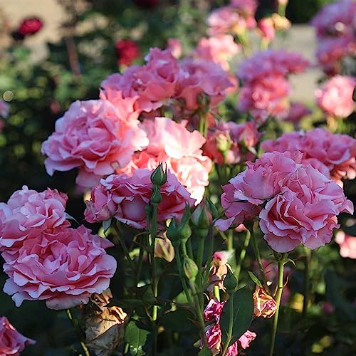 Heirloom Hybrid Tea Roses (Paris de Yves St. Laurent)
