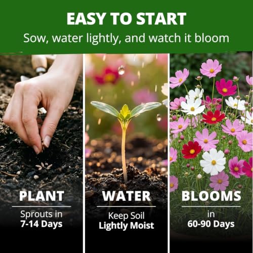Sensation Dwarf Mix 600 Cosmos Flower Seeds Cosmos bipinnatus