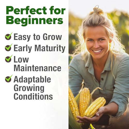 Golden Bantam Sweet Corn Seeds
