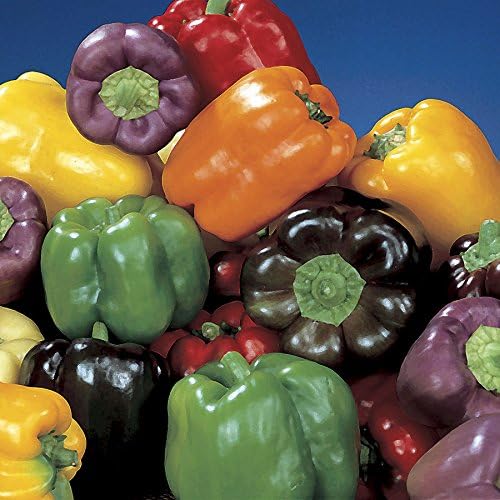 Park Seed Stir Fry Vegetable Seed Collection – Non-GMO Garden Kit with Broccoli, Snap Peas, Carrots, Sweet Peppers & Green Onions – Nutrient-Dense Superfoods for Cooking, Total of 1,605 Seeds