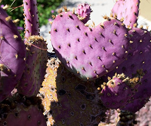 3 Cuttings Purple Prickly Pear Cactus Opuntia Violacea 6"