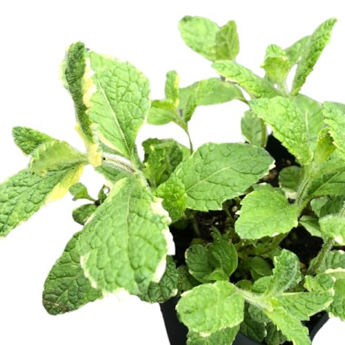 Pineapple Mint