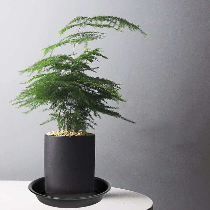 6 Pack 6 inch Plant Saucer Tray (6 Count)