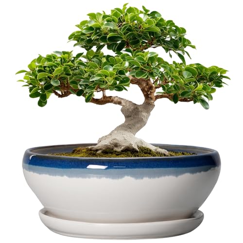 Bonsai Tree Pots (12 Inch / Blue Off-white)