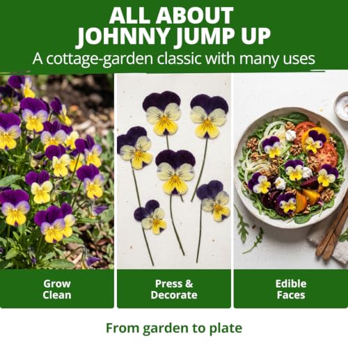 Johnny Jump Up Helen Mount Viola Seeds