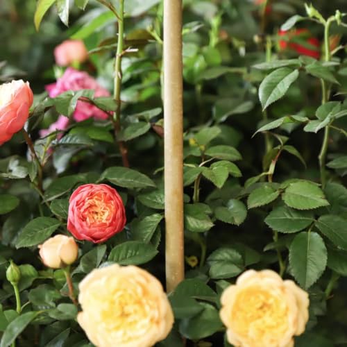 Natural Bamboo Plant Stakes (6ft-50pcs)