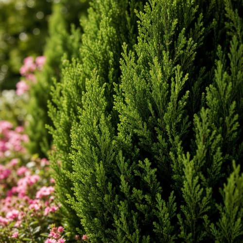 Leyland Cypress (30 Count)