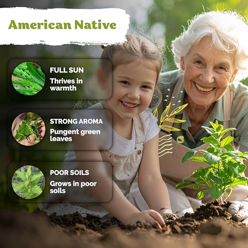 250 Epazote Heirloom Herb Seeds for Planting