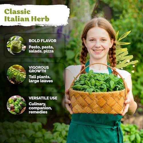 1 800 Genovese Basil Heirloom Herb Seeds for Planting