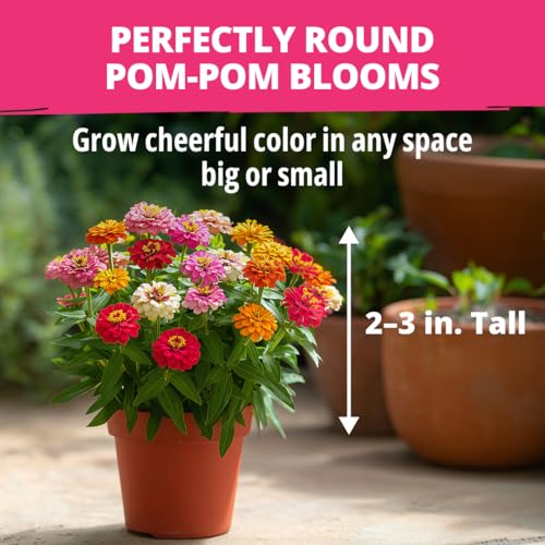 Thumbelina Dwarf Zinnia Seeds