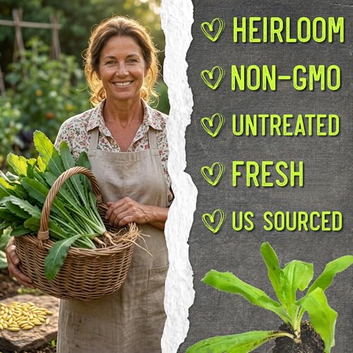 Culantro Seeds to Plant Heirloom Non (5 Packs)