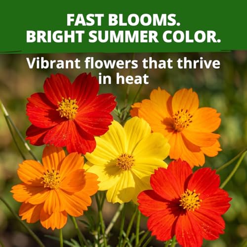 Cosmos Bright Lights Mix 400 Flower Seeds Cosmos sulphureus