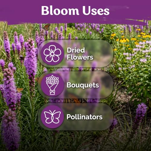 300 Prairie Blazing Star Heirloom Flower Seeds