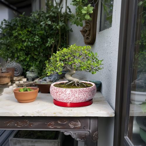 Succulent Pots (8 Inch / Red-white)