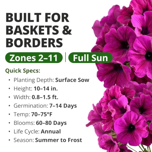 Wild Petunia 3000 Flower Seeds Petunia violacea