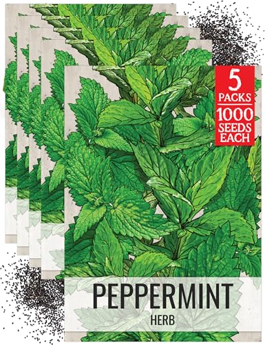 Peppermint Seeds to Plant Heirloom Non (5 Packs)