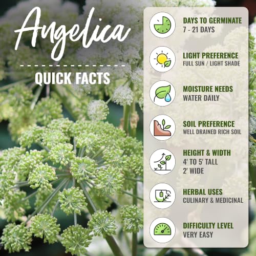 Angelica Seeds to Plant Heirloom Non (2 Packs)