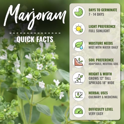 Sweet Marjoram Seeds to Plant Heirloom Non (5 Packs)
