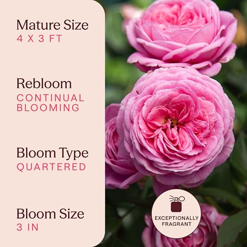 Heirloom Floribunda Roses (Parfuma Summer Romance)