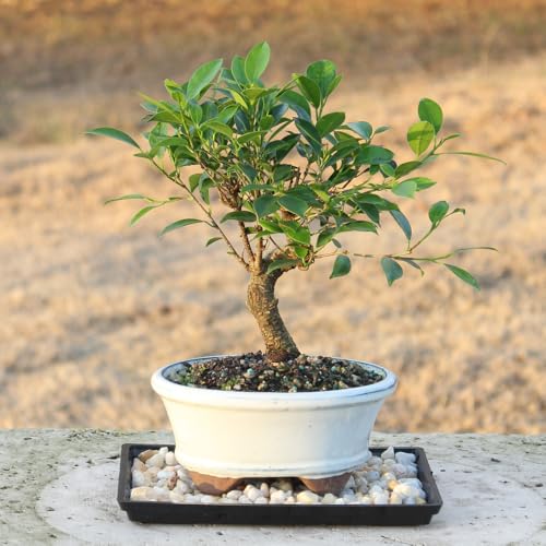 Small Live Ficus Bonsai Tree (8-16 Inches)