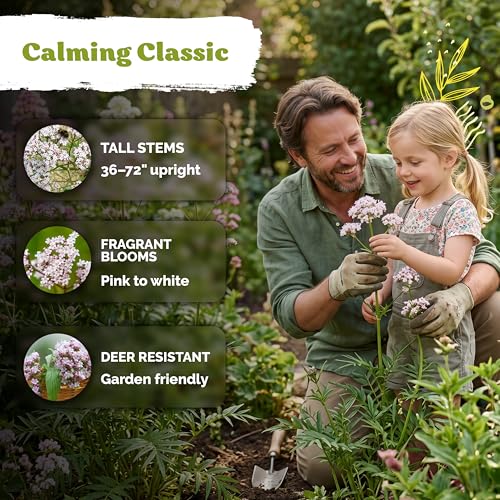 650 Valerian Heirloom Herb Seeds for Planting