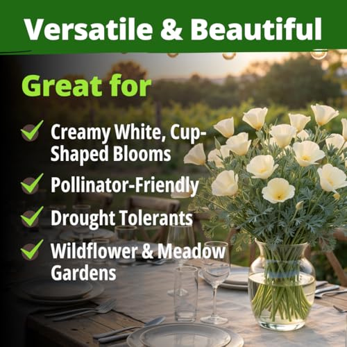Ivory Castle Poppy 2500 Flower Seeds Eschscholzia californica