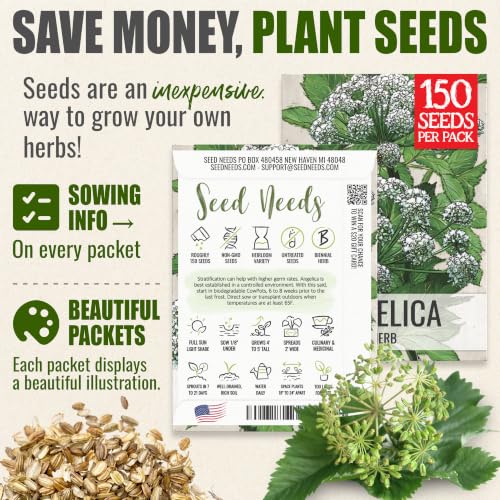 Angelica Seeds to Plant Heirloom Non (5 Packs)
