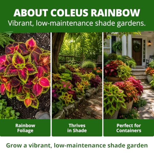Rainbow Mix Coleus 400 Flower Seeds Plectranthus scutellarioides