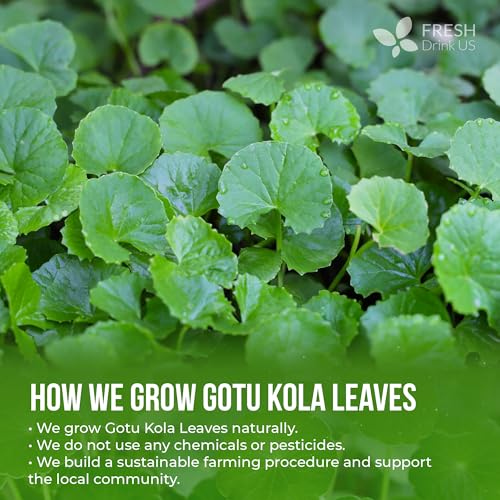 8oz Dried Gotu Kola Leaves (1 Count)