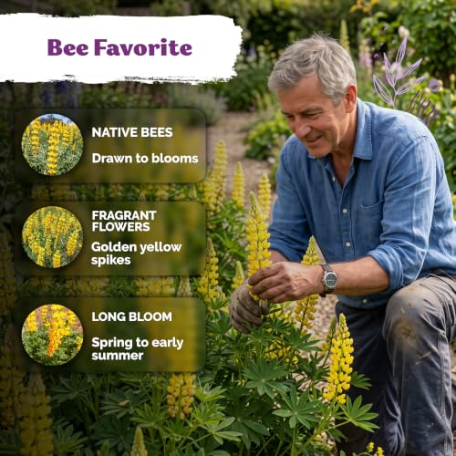 150 Yellow Lupine Heirloom Flower Seeds