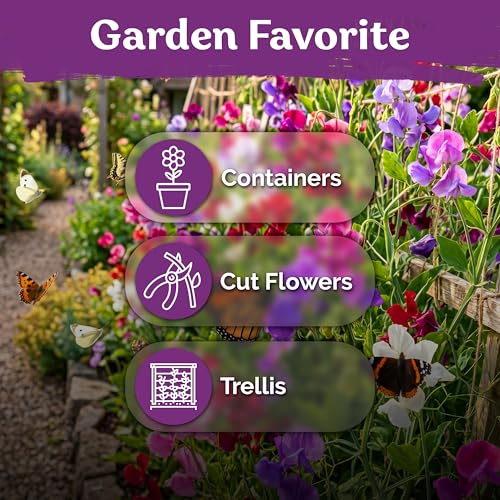 50 Sweet Pea Mammoth Mix Heirloom Flower Seeds