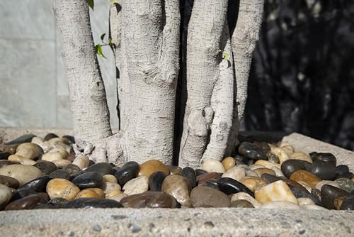Mixed Polished Decorative Pebbles Landscape Accent Stone 40 lb (Mixed / 1.2 inch - 2 inch / BAG)