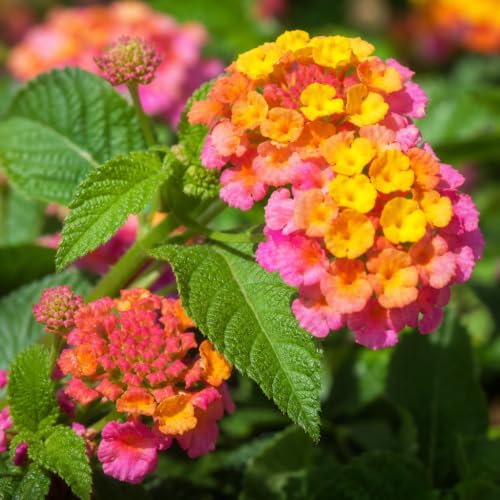 Lantana Confetti (2 Inch / 40 Plants)