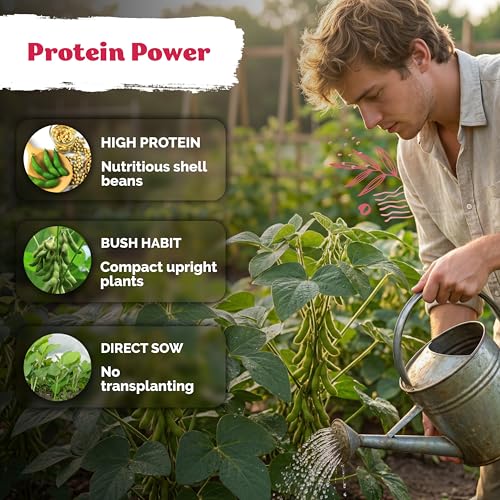 40 Soy Bean Midori Giant Edamame Heirloom Vegetable Seeds