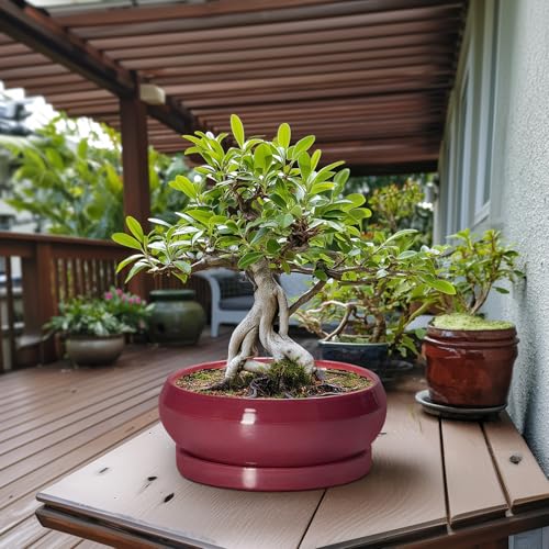 Bonsai Tree Pots 13 Inch (13 Inch / Wine Red)