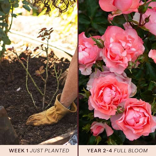 Heirloom Floribunda Roses (Passionate Kisses)