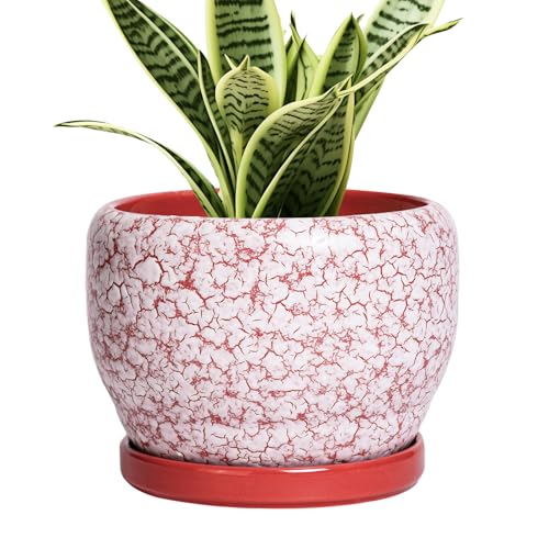6 Inch Plant Pot