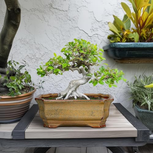 Bonsai Tree Pots 11.6 Inch (11 Inch / Rectangular Yellowish Brown)