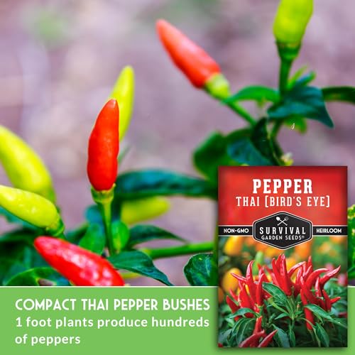 Thai Chili Pepper Seeds for Planting