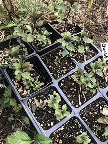 Organic Chocolate Mint Live Plant