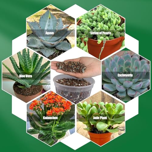 Succulent & Cactus Soil Potting Mix 2qt (64 Fl Oz)