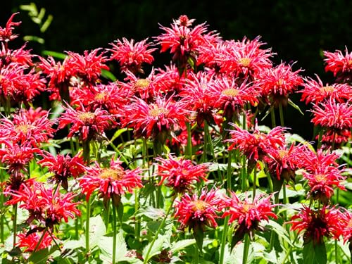 Live Perennial Plants