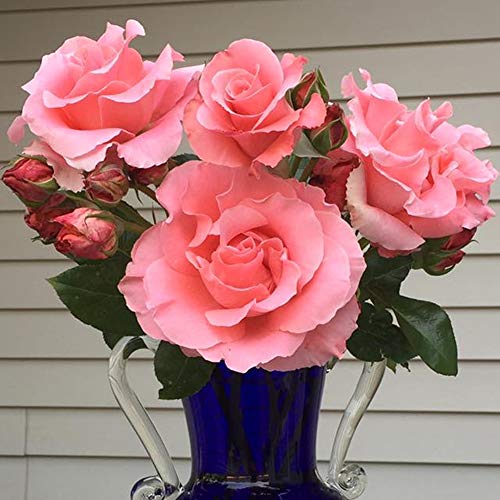 Heirloom Hybrid Tea Roses (Paris de Yves St. Laurent)