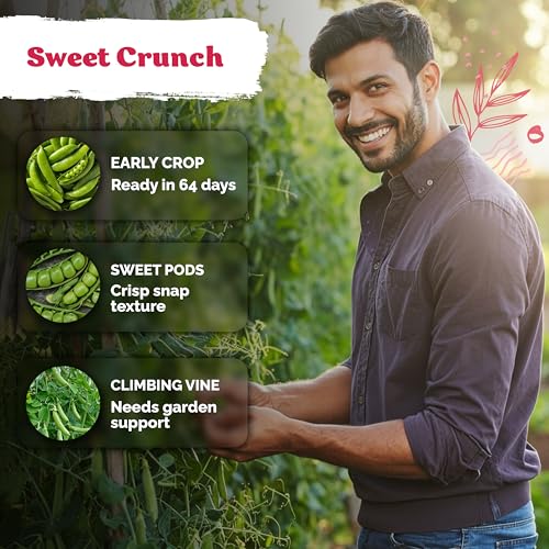 100 Sugar Snap Pea Heirloom Vegetable Seeds for Planting