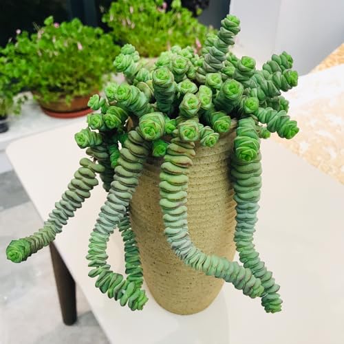 4" String of Buttons in Green Stripe Pot (Green)