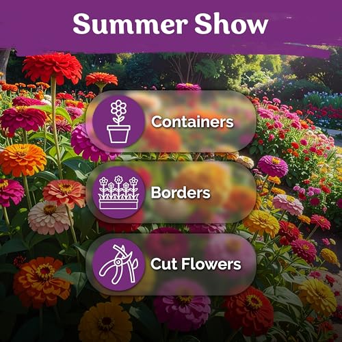550 California Giant Zinnia Heirloom Flower Seeds