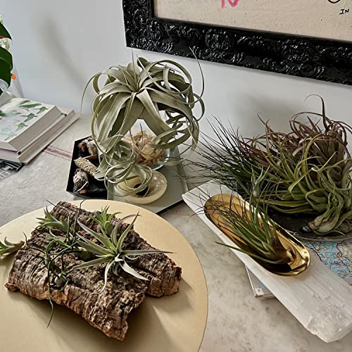 Air Plants Freyja Gift Box (10 Count)