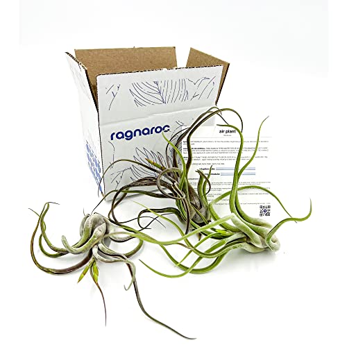 Air Plants Flowering Tillandsia Caput Medusae (3 Count)
